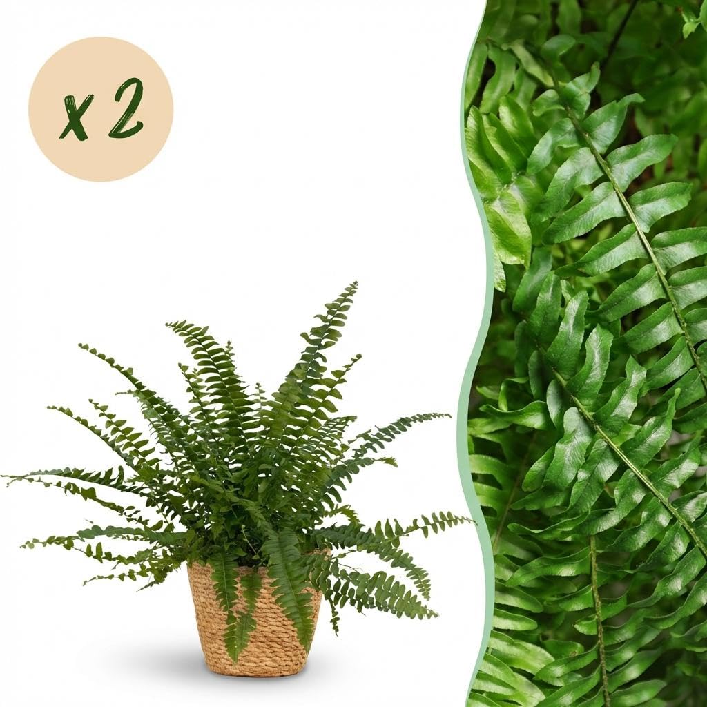 Nephrolepsis Exaltata Green Lady paproć – zestaw 2 roślin pokojowych w koszu, Ø 12 cm, wysokość 25 cm, przyjazna dla zwierząt domowych, oczyszczająca powietrze i łatwa w pielęgnacji, do salonu, biura