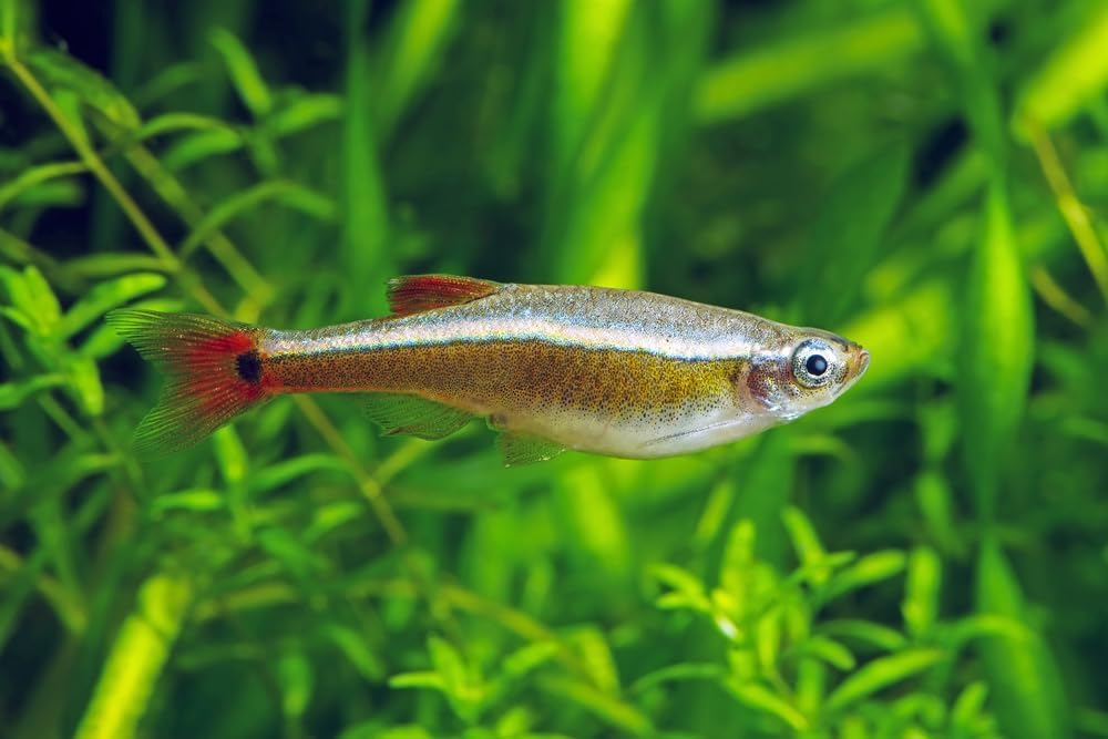 Swimming Creatures™ 5 White Cloud Minnow (Tanichthys albonubes) Live Tropical Freshwater Aquarium Fish (Size Approx: 1")