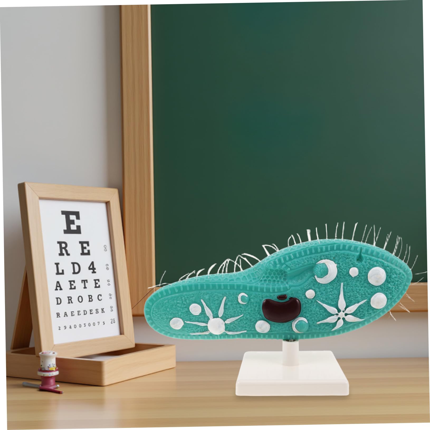 Toyvian Riproduzione di Paramecio per Istruzione Scientifica Strumento di Biologia per Insegnanti Scolastici Campione Biologico per Studio di Biologia