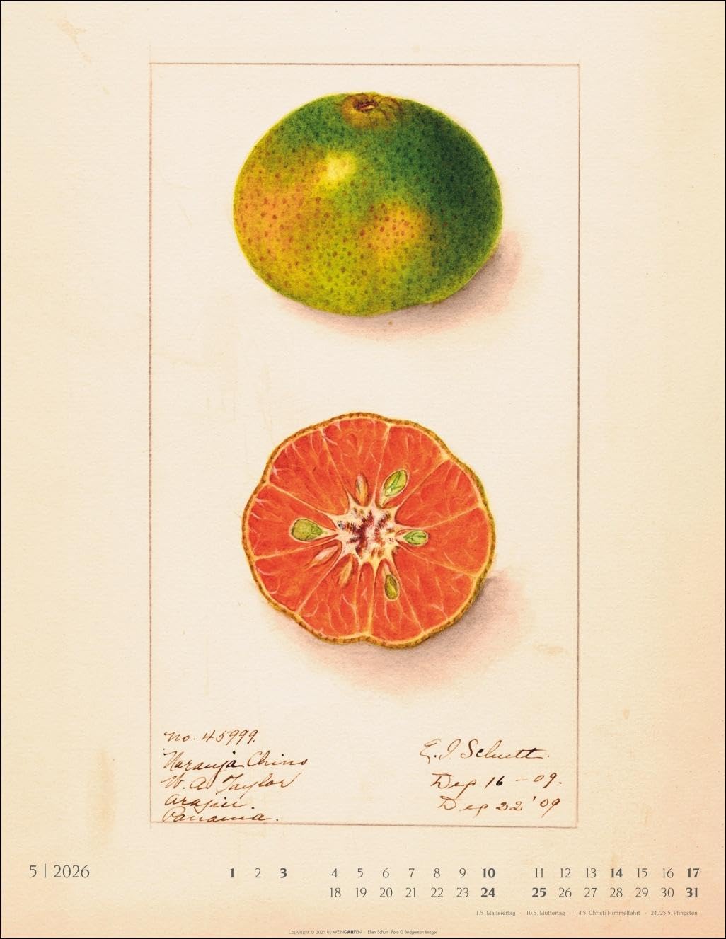 Alte Sorten Kalender 2026: Dekorativer Wandkalender mit historischen Zeichnungen. Die Klassiker im Obstgarten in Szene gesetzt: Natur- und Food-Kalender im Format 34 x 44 cm