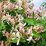 400 Semillas de madreselva Flores silvestres de jardín de madreselva Virginia enredadera semillas de flores resistentes regalos para jardineros que plantan flores de jardín flores resistente