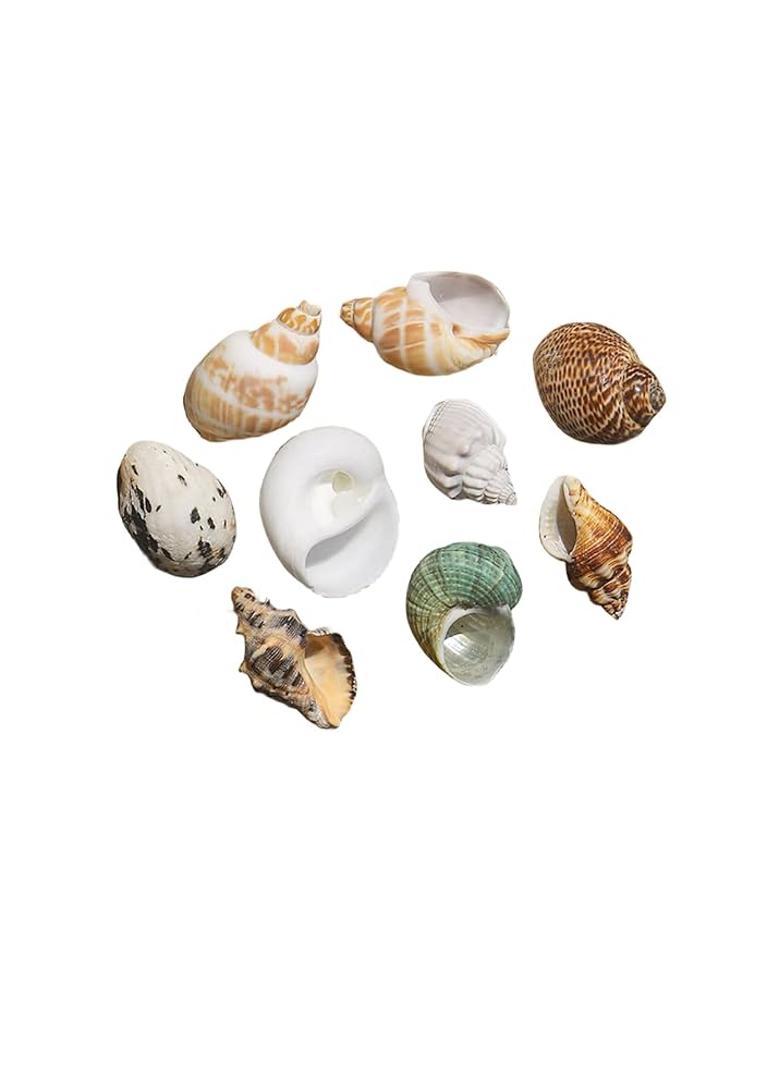 ✨天然素材ミックスビーチ 約500個マリン雑貨シェル 貝殻ハンドメイドDIY Amazon.co.jp: siawadeky カラフル 貝殻 500g アソート セット