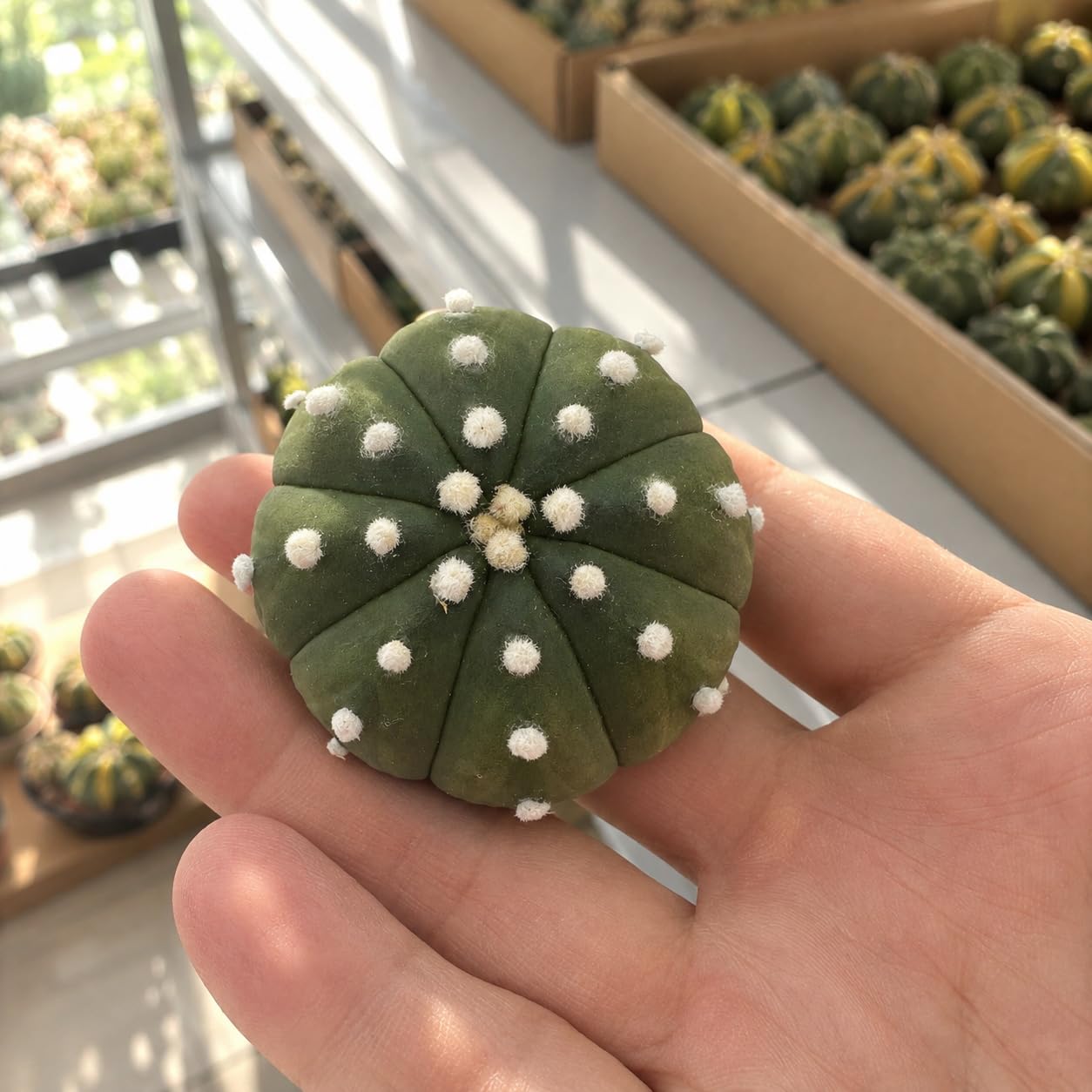 Astrophytum Asterias Cactus Live Plant 4-5cm Bare Root