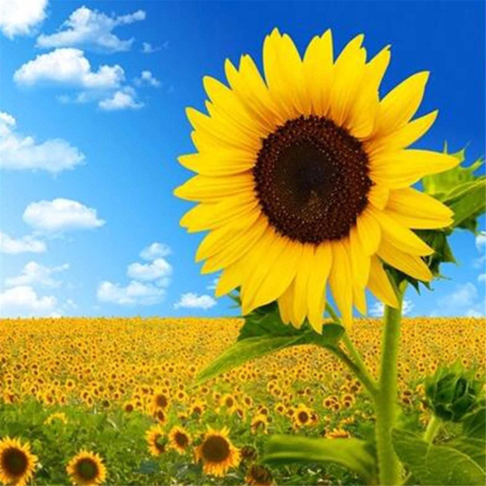 Puzzle Tournesol 1000 Pièces – Carton Recyclé – 70x50 Cm – Poster Inclus – Cadeau Adultes 14+