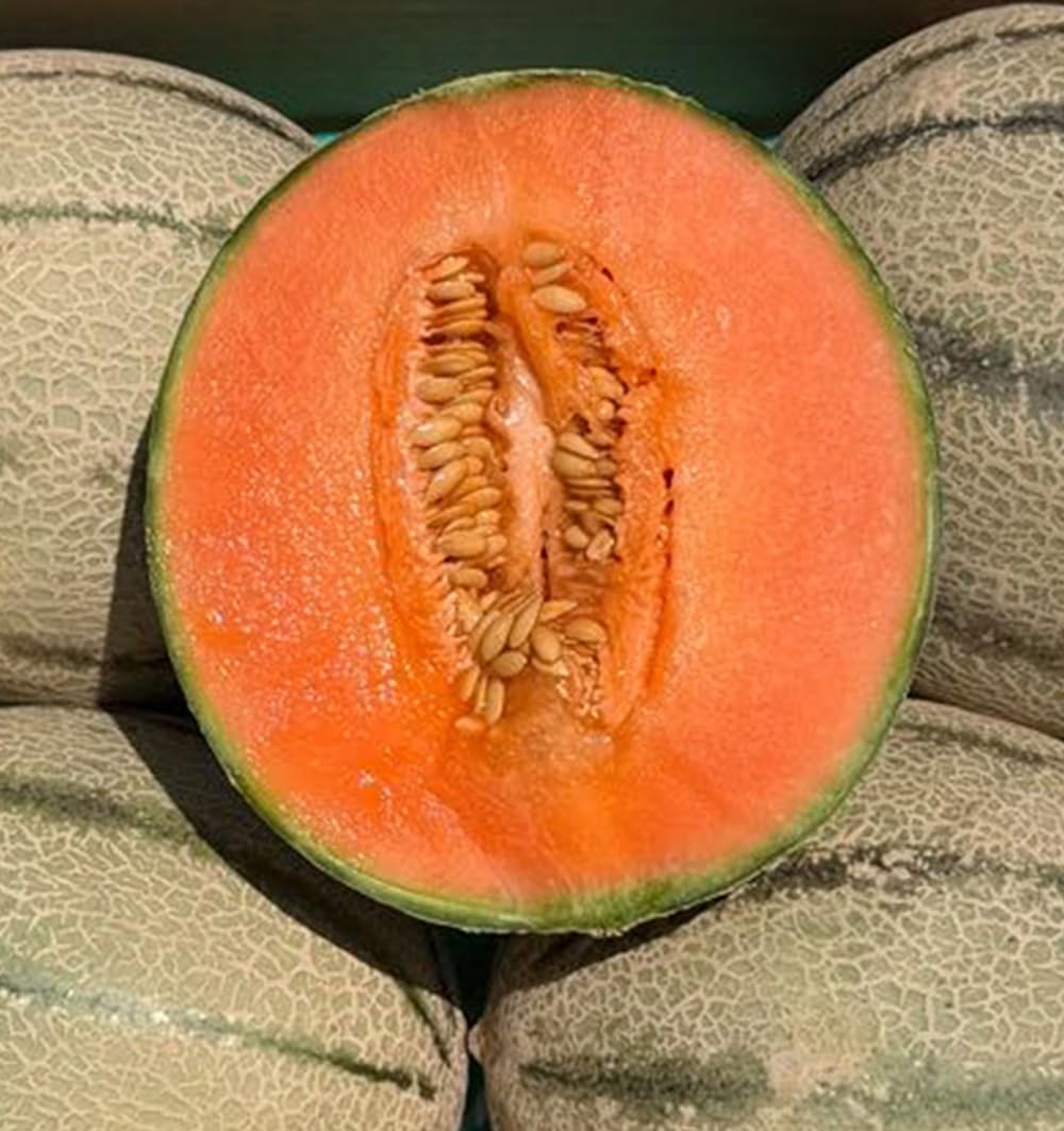 Caja de Melones cantalupo | 2 o 3 unidades. Entre 1kg y 1,5kg cada pieza. Fruta dulce cultivada de forma sostenible en Castellón (España), directo del agricultor (2 Unidades)