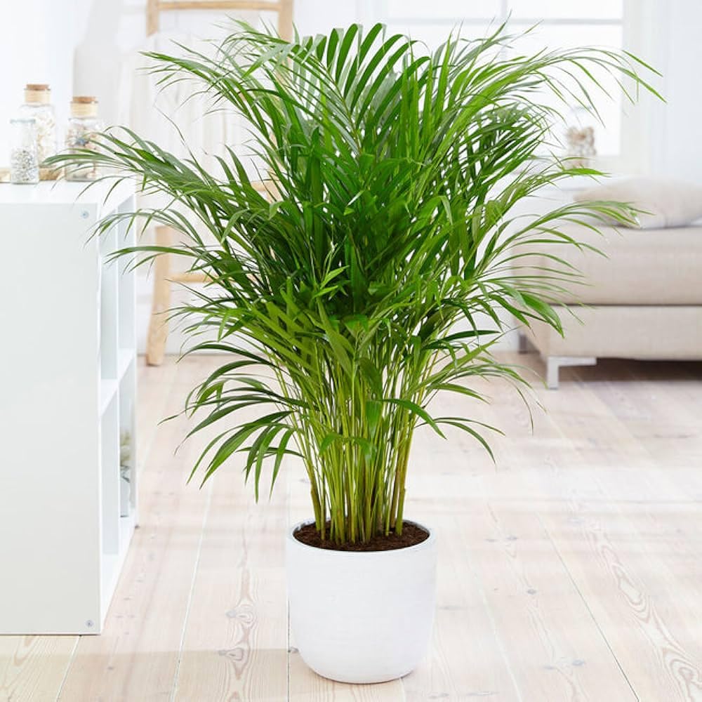Live Air Purifying Areca Palm Indoor Live Plants for Living Room, Home, Office, Table, Kitchen & Desk Decor | Best Plant For Balcony & Garden | (pack of 1) A_20-image-26