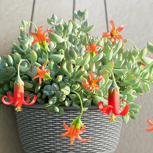 Miniatura 8 de Maceta de cotiledón de 6 pulgadas, planta suculenta viva, planta de casa suculenta para decoración del hogar y la oficina, planta viva rara de