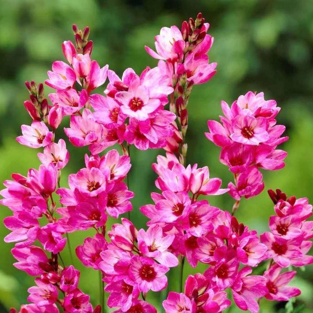See full amazon price history chart for Plantogallery Ixia Pink Flower Bulbs For Home Garden - Pack Of 1 Bulbs Plantogallery Ixia Pink Flower Bulbs For Home Garden - Pack Of 1 Bulbs (B0CG35VZ5C) Amazon Price History, Amazon Price Tracker