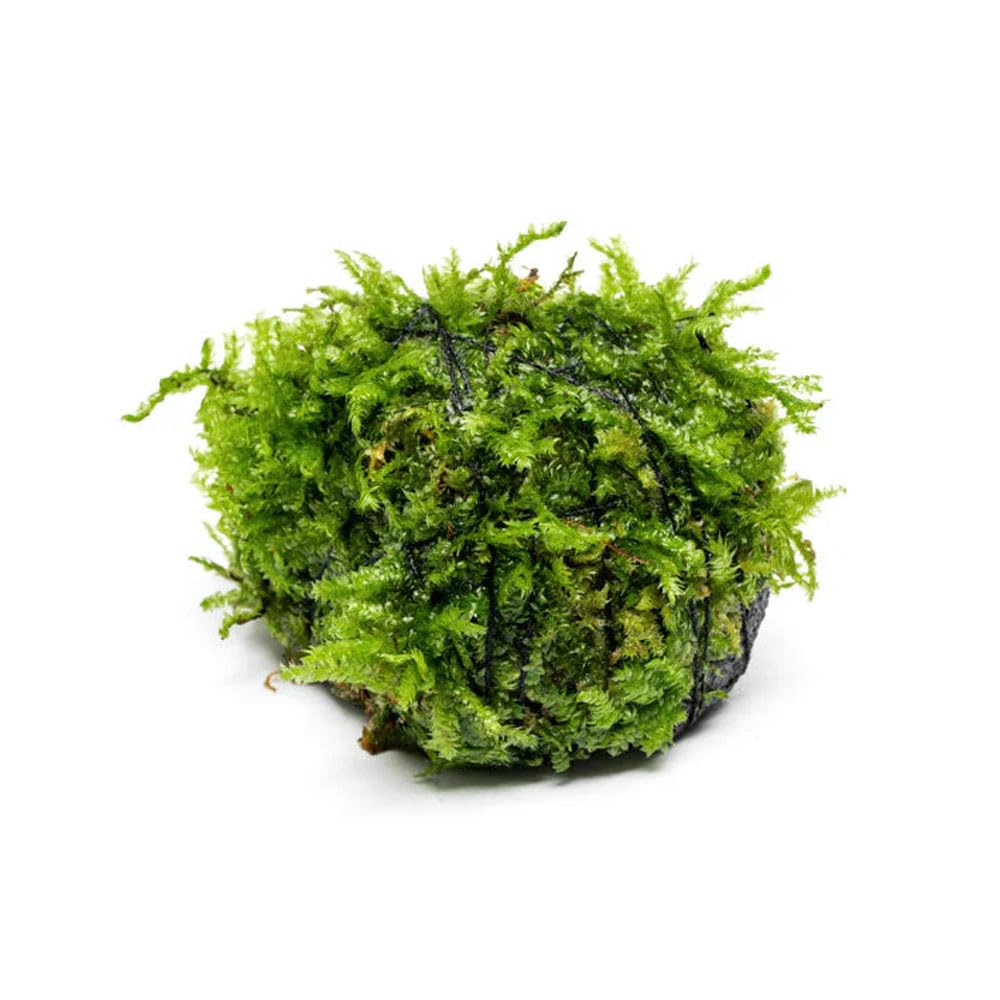 SubstrateSource Christmas Moss on Stone