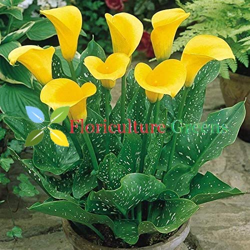 Imp. Zentedeschia Calla/Cala Lily Flower Bulbs For Home Gardening Planting (Yellow, Pack Of 2 Bulbs)