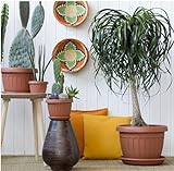 bama B08X8Q62DK lato 4