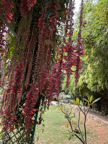 Image of Basor Lata (Scarlet Clock Vine) - Thunbergia Coccinea | Indrapushpa, Chonga Lota, Lady's Slipper Vine | Healthy Live Flowering Climber Plant | Pack of 1 Live Plant