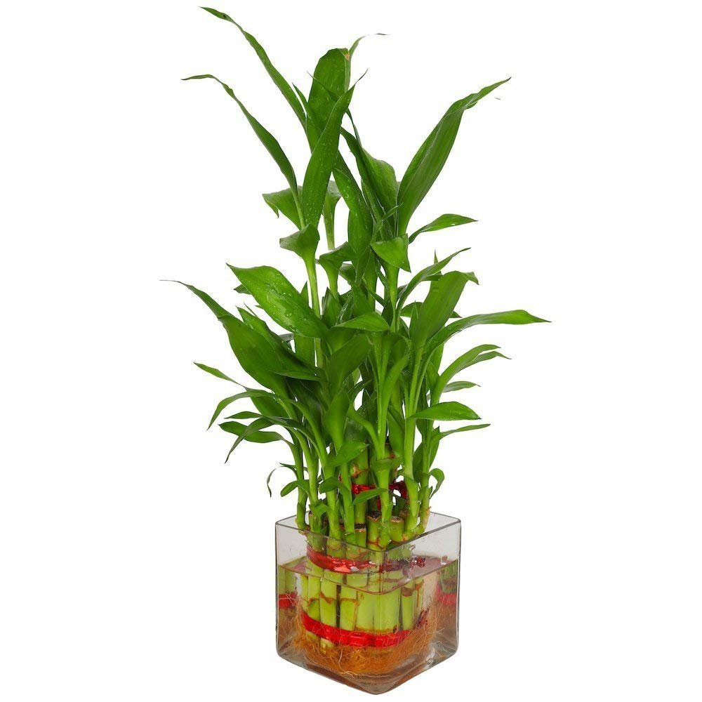 2 Layer Lucky Bamboo Plant with Beautiful Square Glass Pot and Coloured Jelly Balls