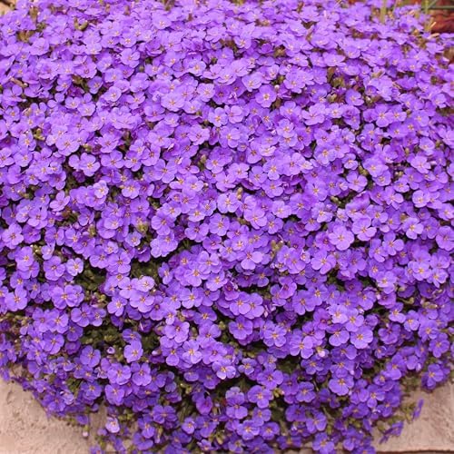KVITER 1,000 Purple Aubrieta/Rock Cress Seeds (Aubrieta Deltoidea) – Perennial, Heat Tolerant Ground Cover Seeds – Best Landscaping Flower Seeds for Planting in Rock/Outdoor Garden