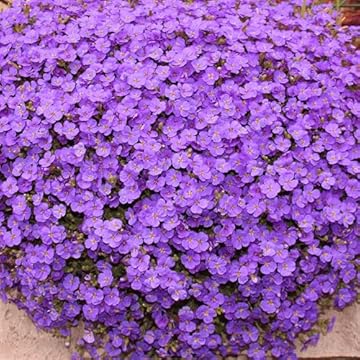 best flowers for sun and heat