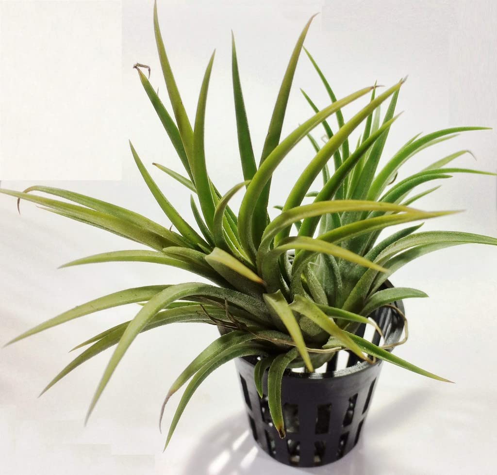 Creative Farmer Tillandsia Air Plant | Small Indoor Combo Indoor|Outdoor For Home & Garden (Healthy Live Plant) (B09QSPDMSS) Amazon Price History, Amazon Price Tracker