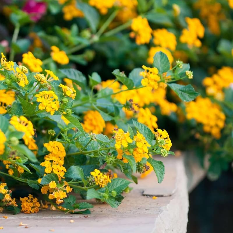 Set 2 Traling Lavender Lantana Plants Live, Perennial Lantana Flowering Plants 4-8 Inches, Bright Flowers Outdoor