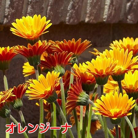Amazon 宿根ガーデン ガーベラ ガルビネア オレンジーナ １株 １株植えれば十分 開花期間も長く毎年簡単に楽しめます 花