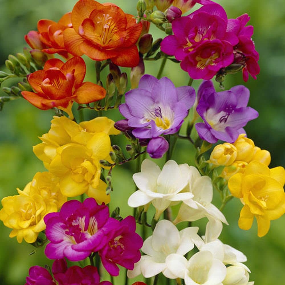 Live Green Flower Bulbs | Freesia Mix Double Important Bulbs For All Season - (Pack Of 40 Bulbs) (B099JZGM4W) Amazon Price History, Amazon Price Tracker