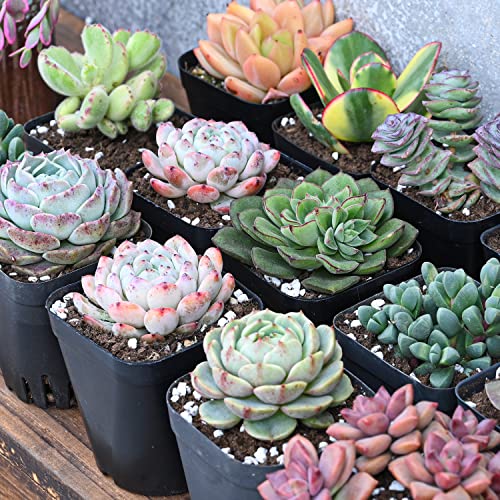 Live Succulent Plants, 1 Unit Real Succulents Potted In 2" Starter Planter With Soil Mix, Rare Small Indoor House Plants For Home Garden Outdoor Wedding Decor Party Favor Women Girls Diy Gift #TOP1