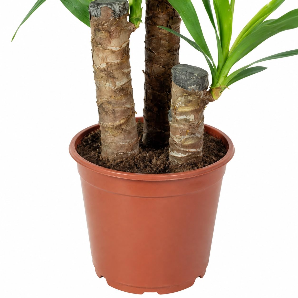 Palmlilie 3-stämmig - pflegeleichte Zimmerpflanze, Yucca Elephantipes Palme 60/30/20 - Höhe ca. 95 cm, Topf-Ø 21 cm