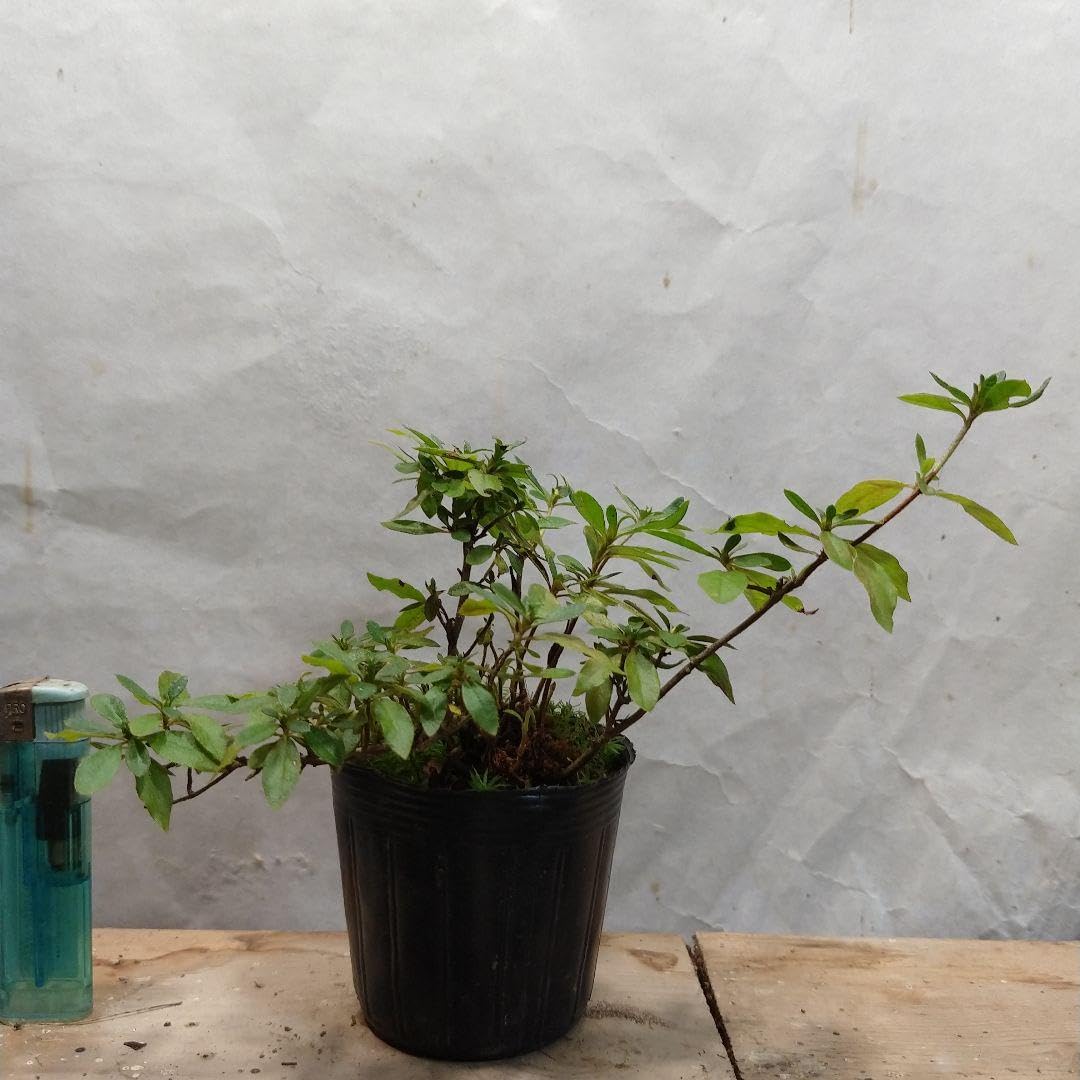 北の蝦夷 赤エゾ松 苗木 約 1.5メートル ☆クリスマスツリーにも 北の蝦夷 赤エゾ松 苗木 約 1.5メートル ☆クリスマスツリーにも