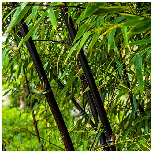 Fargesia Nitida 'Black Pearl' / Fountain Bamboo in 9cm Pot, Stunning Dark Canes