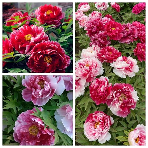 Peony Bulbs for Planting Now,Fragrant, Hardy Herbaceous Perennials, Garden Displays-4 Bulbs-E