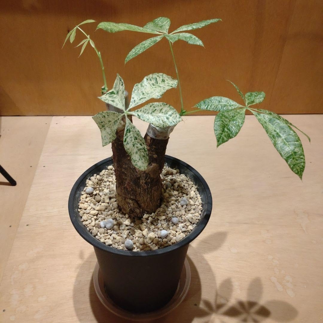 ちかえもん DVD-BOX〈4枚組〉 Amazon.co.jp: ちかえもん DVD-BOX