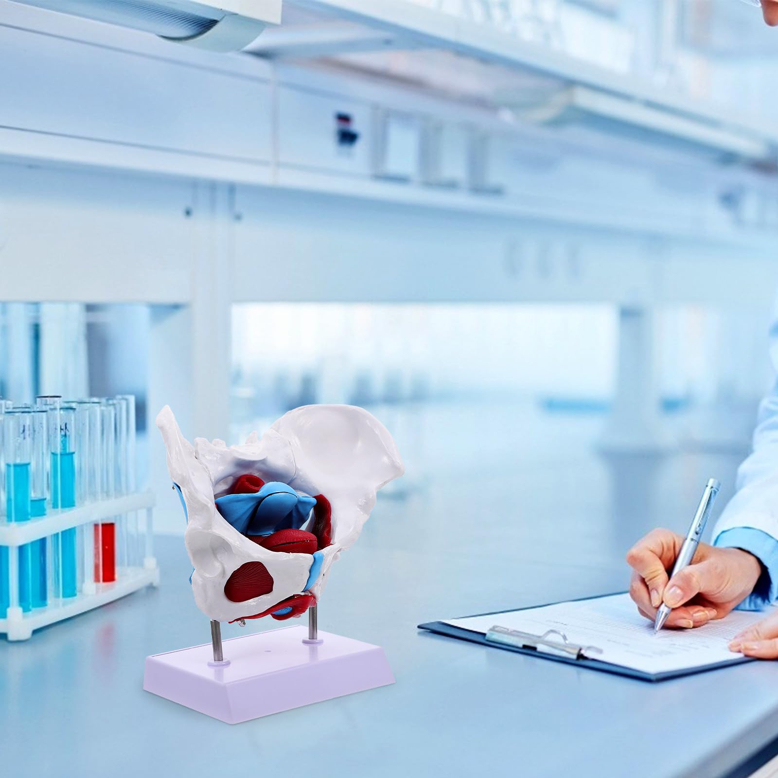 Alasum Design Anatomico in Separabile Portatile per Insegnamento Scuola per Educazione Scientifica Professionale