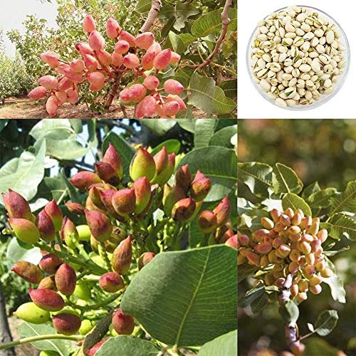 PLAT FIRM GERMINATION SEEDS:5SeedNut tree Pistachios Seeds Pistacia Rare Fruit Tree Seeds Plant Xdd