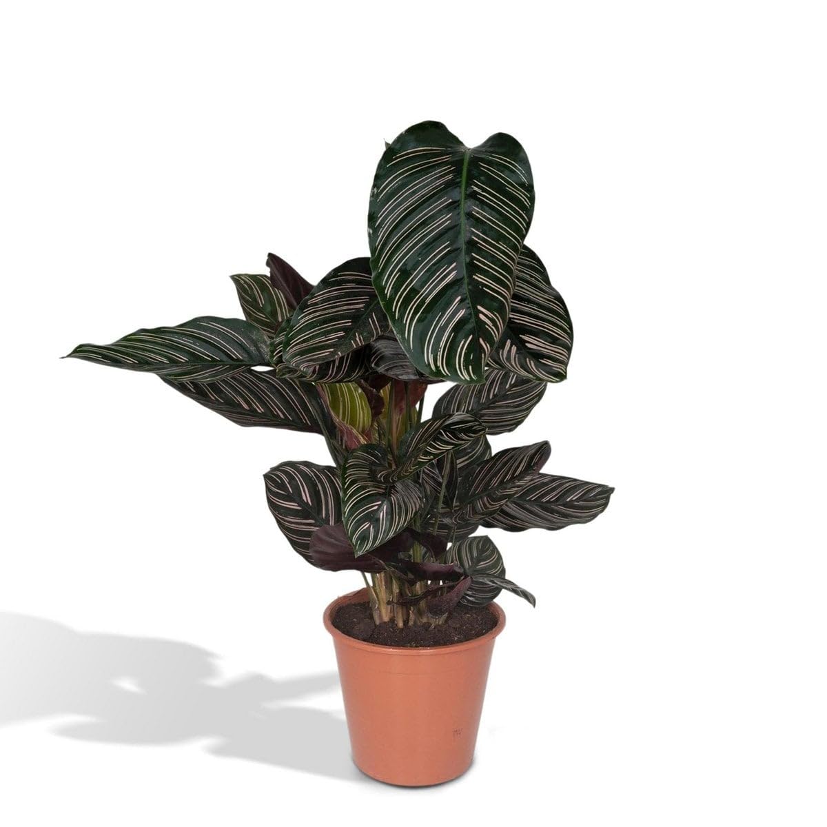 Calathea Ornata Zimmerpflanze Enthält Bewegliche Blätter, Pflegeleicht, Zimmerpflanzen, Wohnzimmer Pflanzen, Geeignet für Wohnzimmer Büro Balkon, Grün, Ø19cm 75cm
