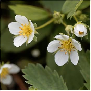  Wild Strawberry フルリム3枚セット Amazon.com : Everwilde Farms - 30 Wild Strawberry Native