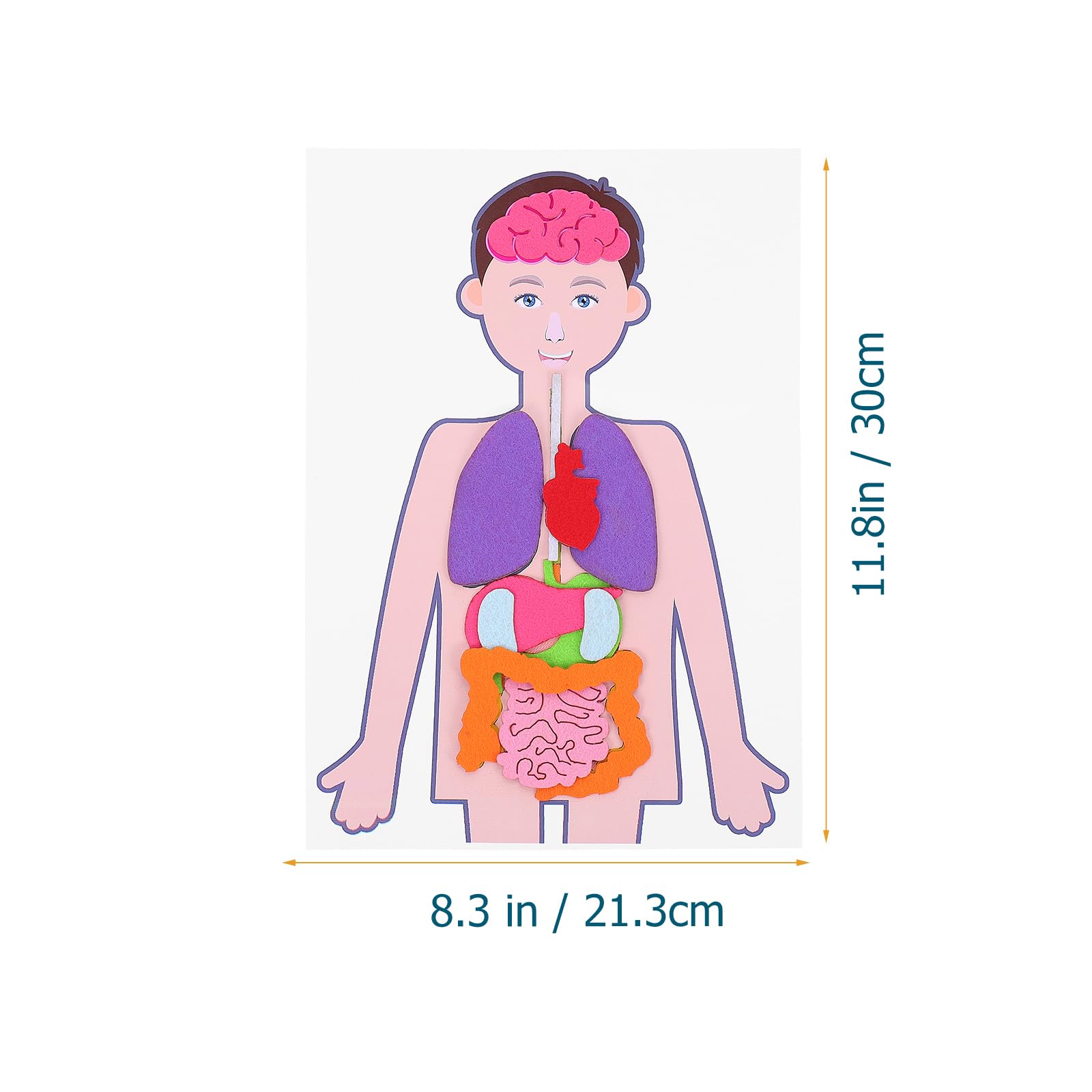 Operitacx Mannequin 2 Sets Children's Human Body Teaching Aids Posters Human Body Model for Toy Anatomical Poster Anatomy Chart Poster Human Body Bulletin Board DIY Organs Plaything Manikin