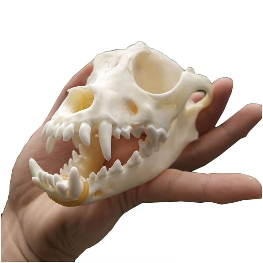犬の頭部を持つ樹脂製彫刻 楽天市場】【9/7までの限定価格＋クーポン】T-Lab. ティーラボ