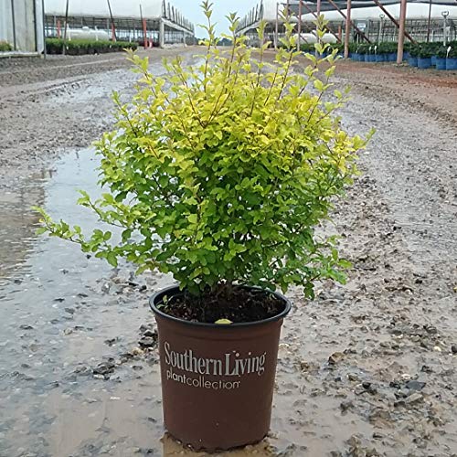 Southern Living Plant Collection SL-53Q Sunshine Ligustrum, 2.5 qt, Full Sun Evergreen Shrub with Bright-Yellow Foliage