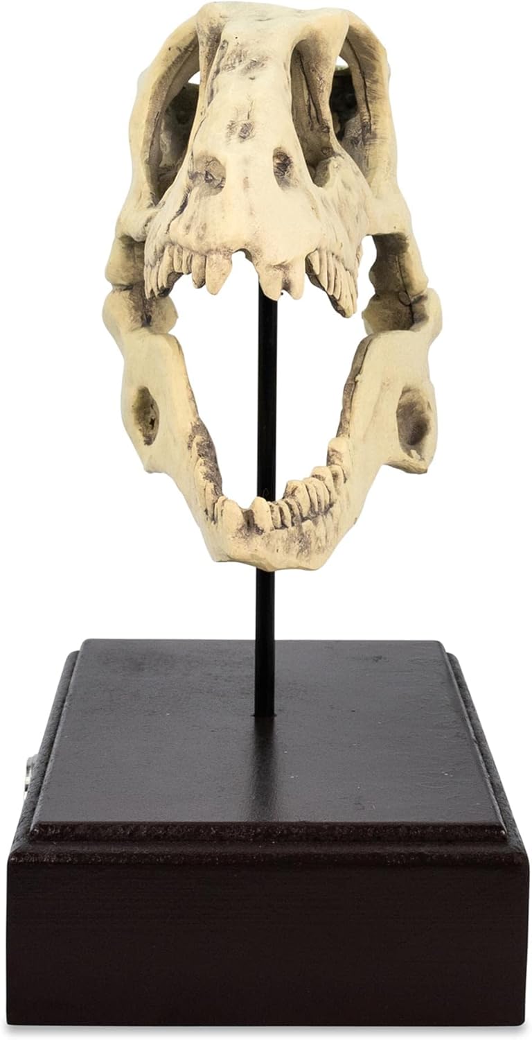 Toynk Jurassic World Velociraptor Skull 8-Inch Paperweight Replica | Nostalgic Dinosaur Decor for Office Desk