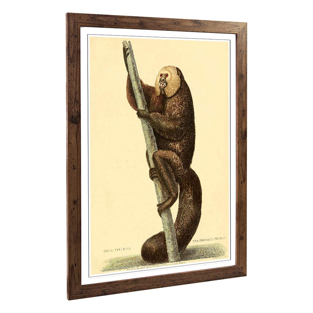 Big Box Art Framed Print of Vintage Edwards. S.T. Fox-Tailed Monkey Design | Wall Art Picture | Home Decor for Kitchen, Living Room, Bedroom, Hallway, Walnut, A2 / 24.5x18 Inch / 62x45cm