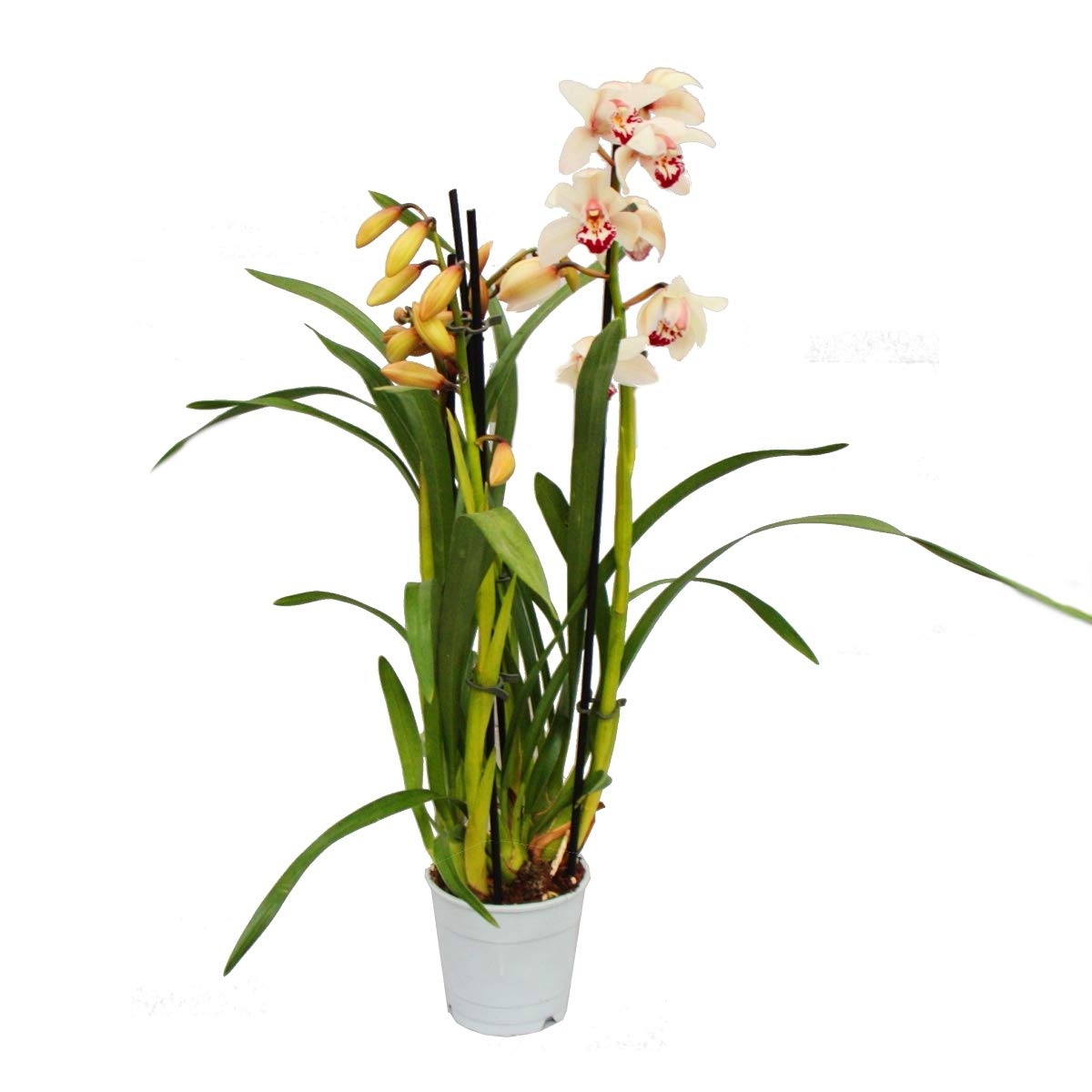 Cymbidium Orchidee - Kahnorchidee - L'orchidée pour chambres froides crème