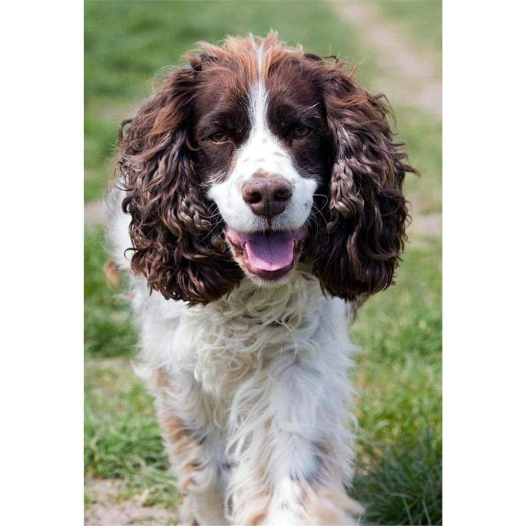 5D Diamond Painting Kits for Adults Springer Spaniel Rhinestone Diamond Embroidery Paintings 30x40cm