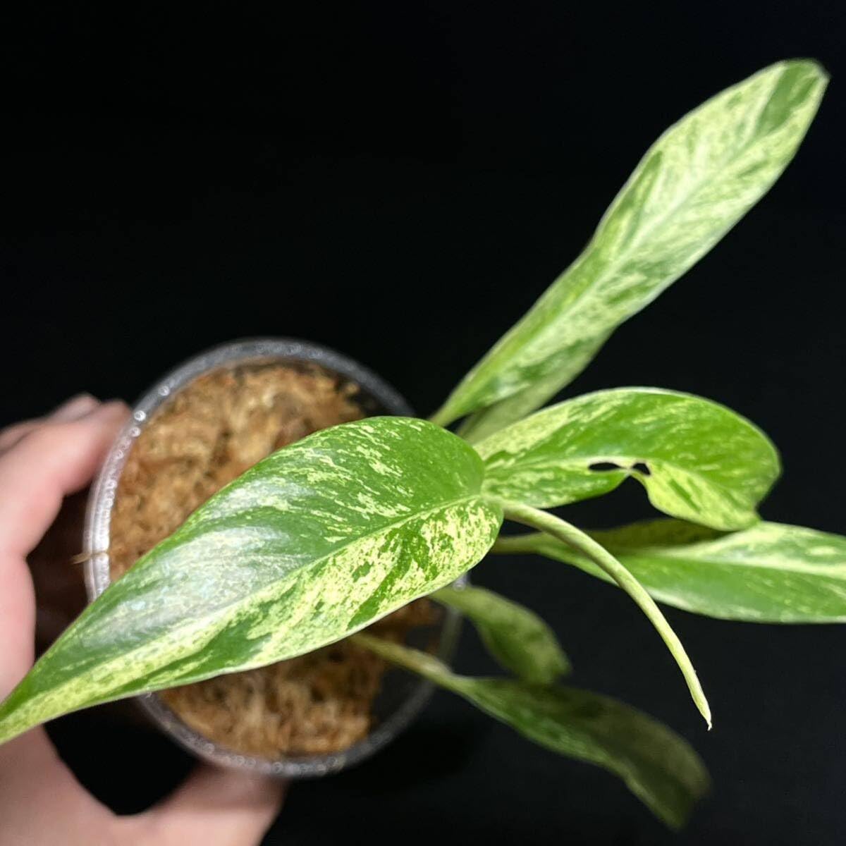Amazon.co.jp: Rare 157. Rhaphidophora Megasperma Variegated