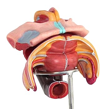 Amazon.co.jp: 女性生殖器解剖モデル、子宮卵巣解剖モデル、実物