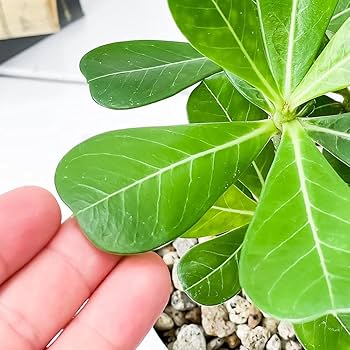 油彩画 アデニウム Amazon.co.jp: PLANCHU 観葉植物 アデニウム 3.5号鉢 3鉢セット