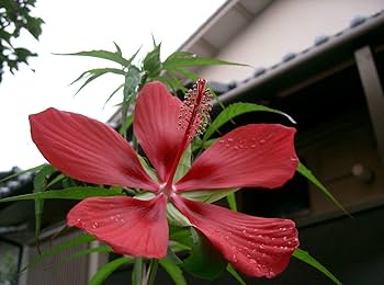 Amazon.com : 1140-Hibiscus, Texas Star Red/White (Hibiscus