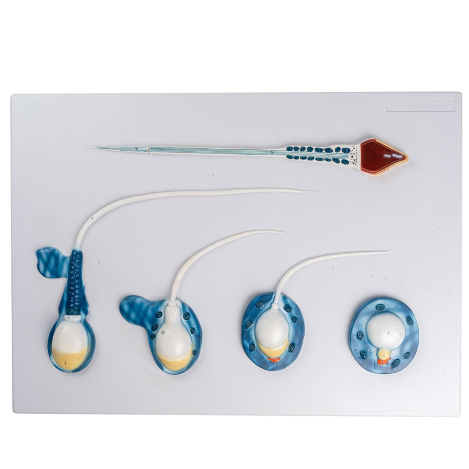 GTHTUHFD Human Sperm Development Process Model 5 Stages Male Reproduction Teaching Model For Medicine Education Training Aid Skeleton Model