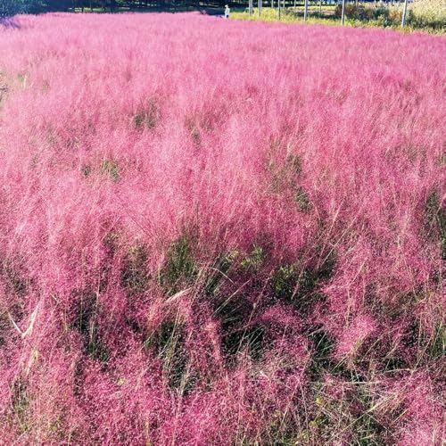semillas de muhlenbergia capillaris, balcón de invernadero de primavera, resistentes para el jardín de rocas 500pcs