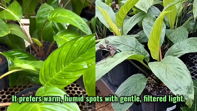 Amazon.com : Tacca Chantrieri Black Bat Orchid Plant Live Indoor