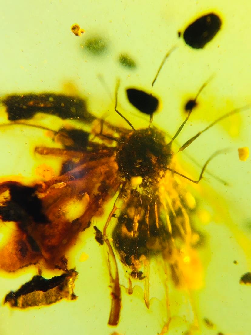 Burmese burmite Cretaceous Scale Insect Fossil Amber Myanmar