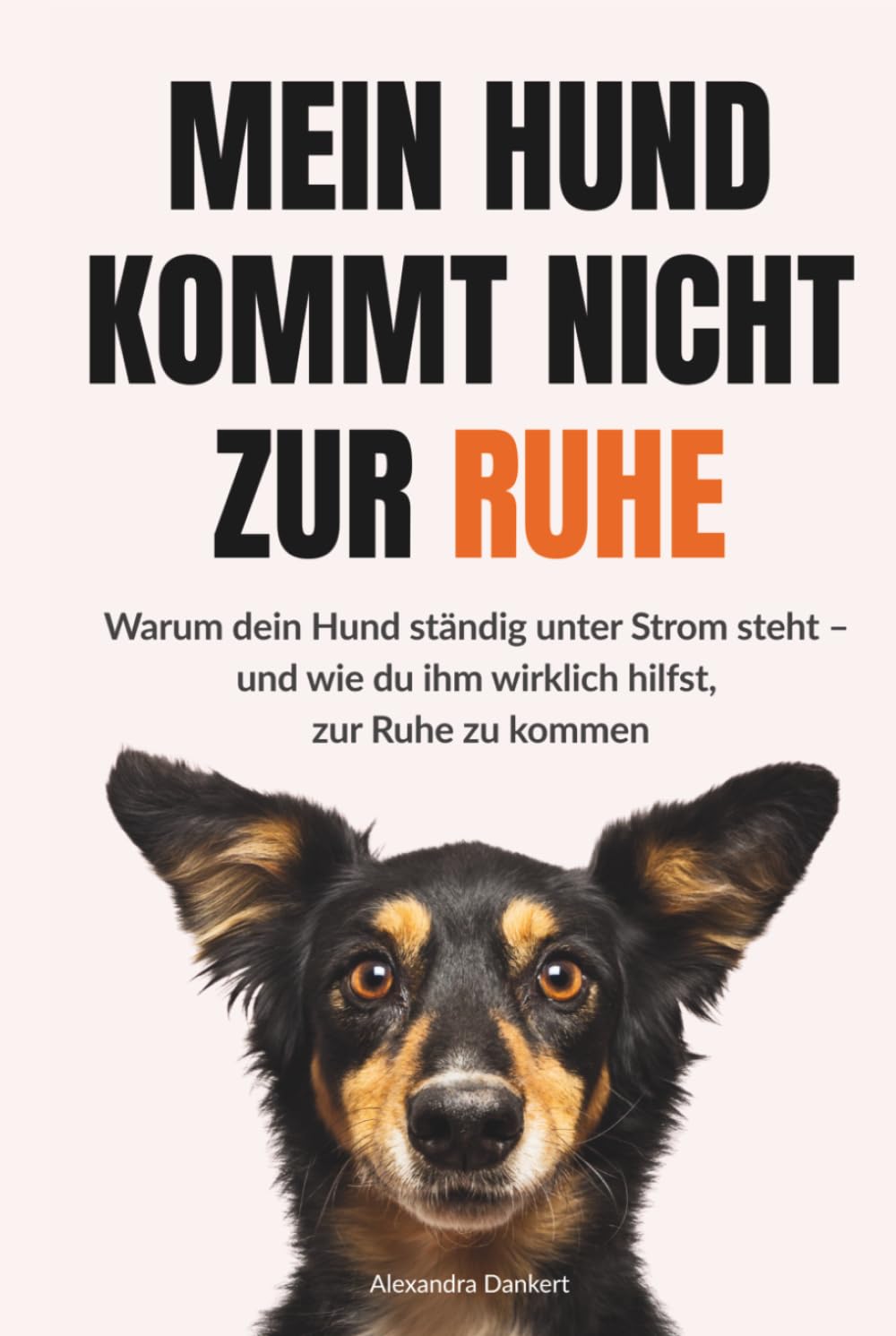 Mein Hund kommt nicht zur Ruhe: Warum dein Hund ständig unter Strom steht - und wie du ihm wirklich hilfst, zur Ruhe zu kommen