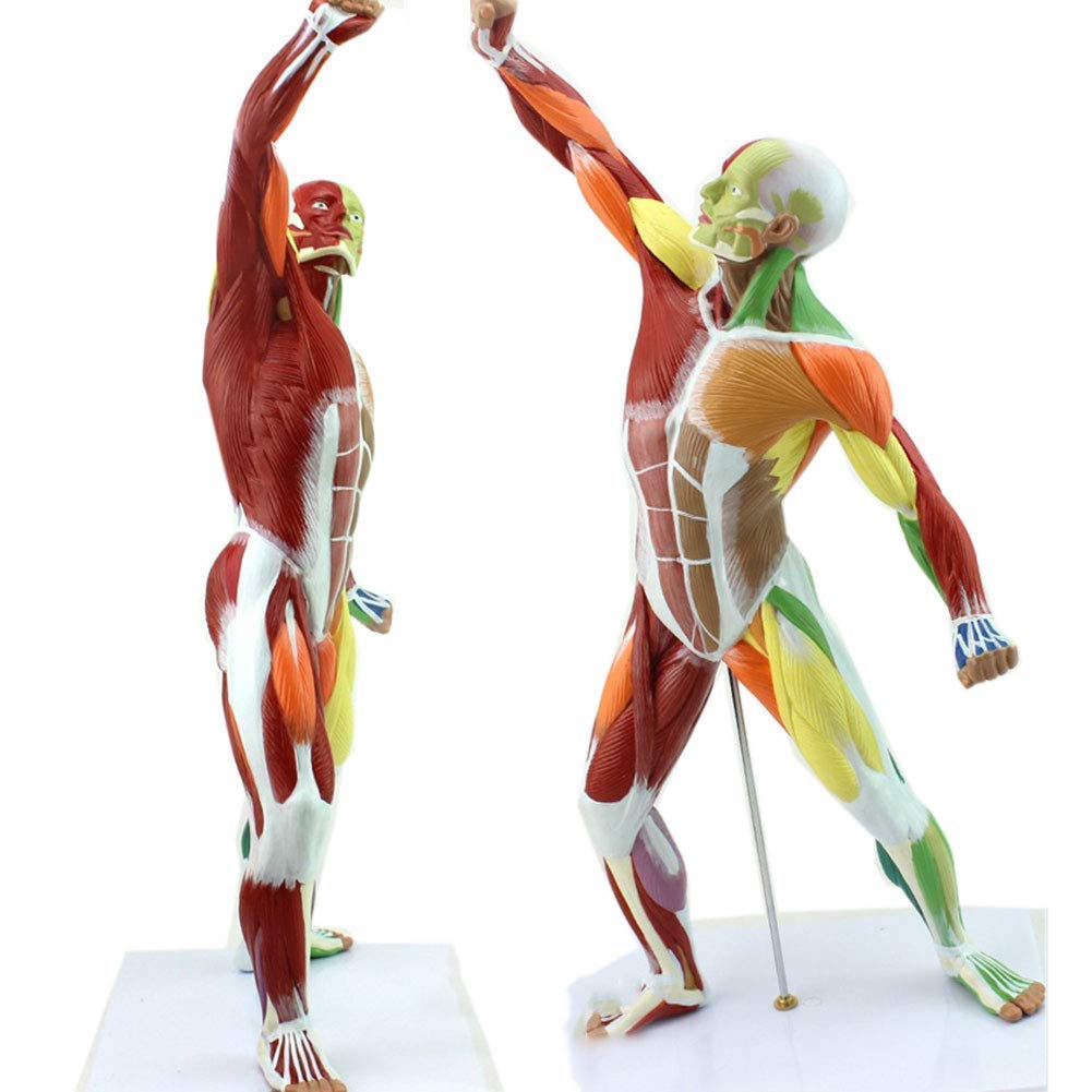 Buy Educational Model 50CM Human Torso Superficial Muscles Model Whole